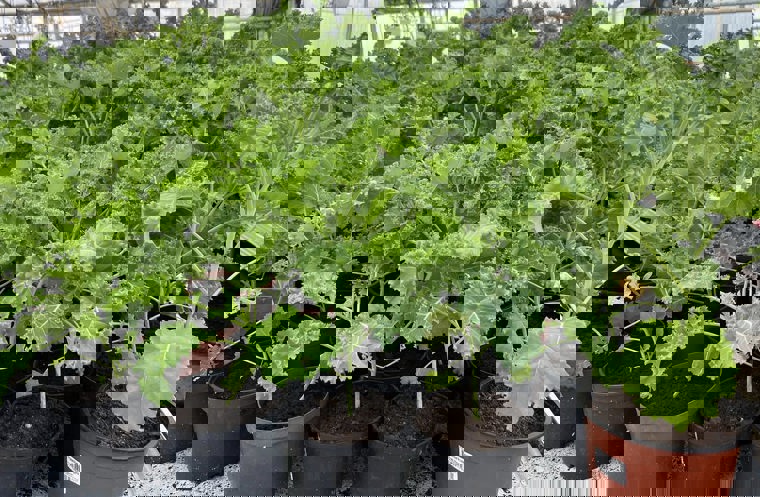 520002971 10238845659065688 6547014352138939456 N